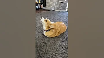 Dog Thinks He S A POTATO Fail Cute 