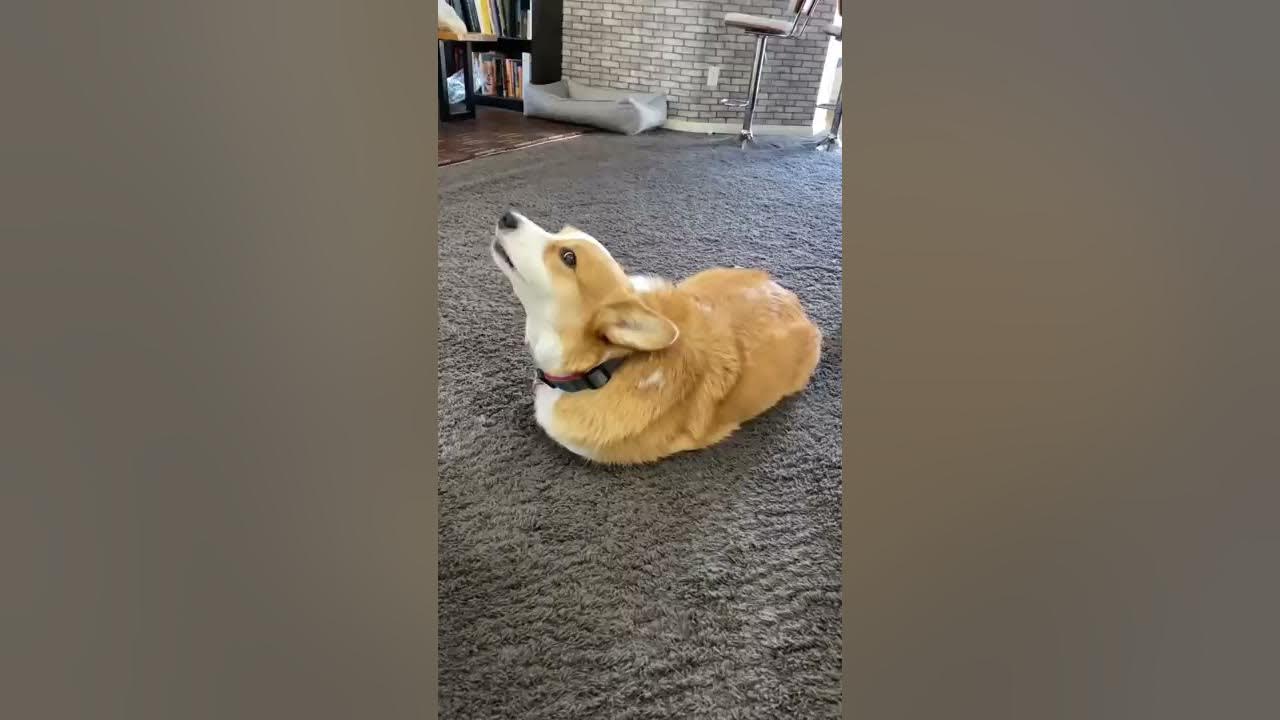 Dog Thinks He’s a POTATO! #fail #cute