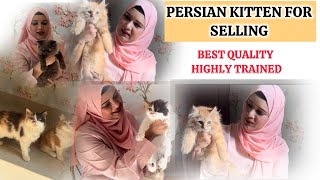 persian kitten semi punch for selling | 8446853378 | delivery all over india 