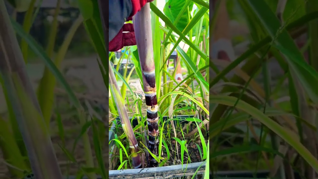 #My Planting Experience Sharing# Sugarcane Planting Techniques#sugarcaneseedPlanting