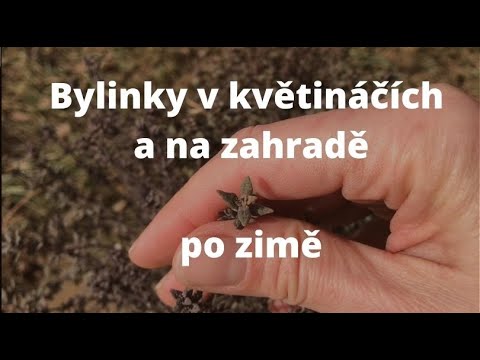 Video: Propagácia byliniek v záhrade