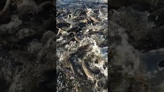 Best cat fish feeding #fish #fishingvideo #catfish