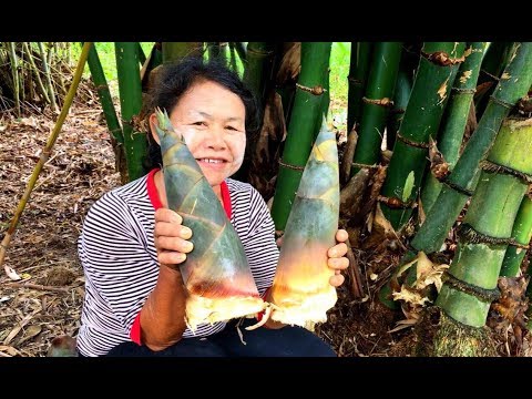 วิธีปลูกไผ่ตงลืมแล้ง วิธีปลูกไผ่กิมซุง / How to grow Sweet Bamboo / 如何种植甜竹