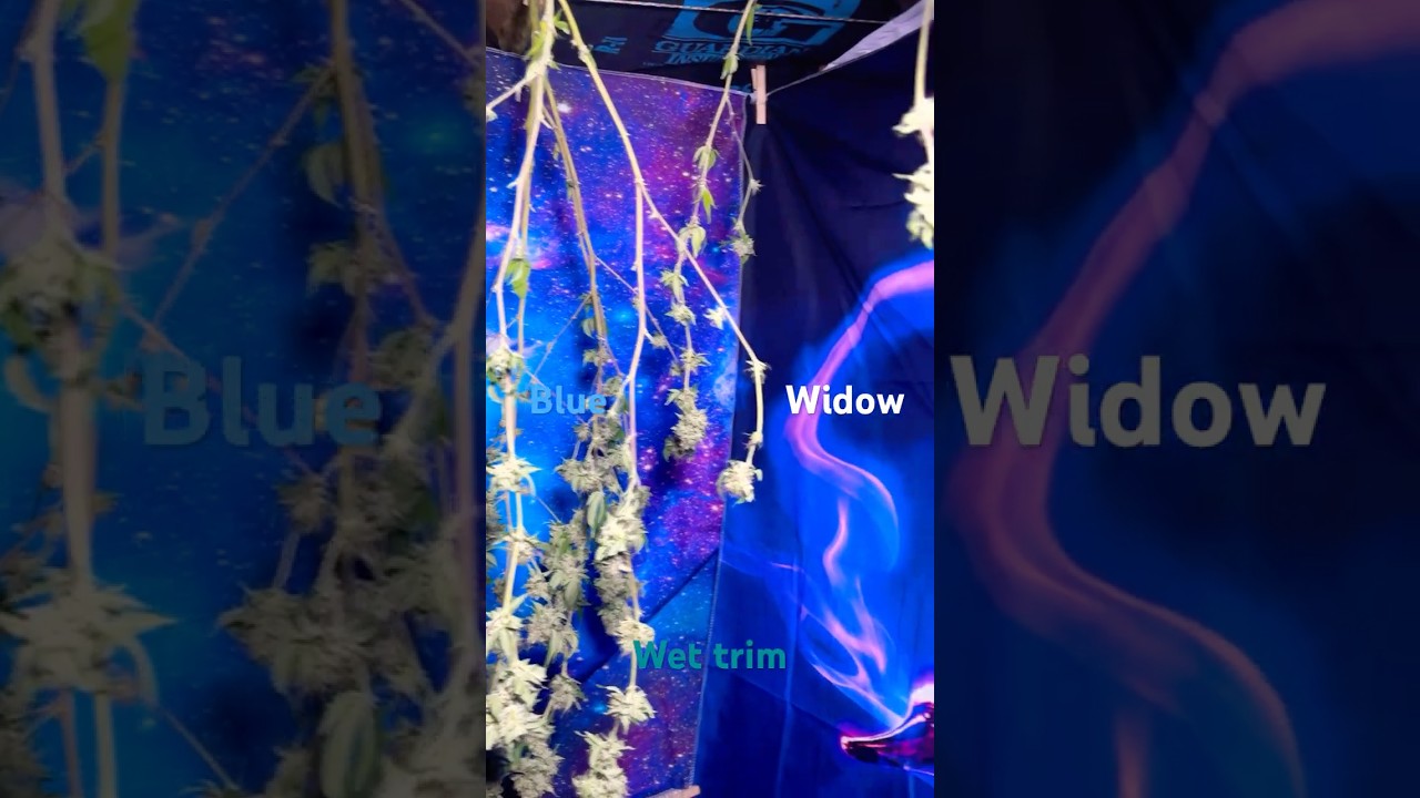 Blue Widow Wet Trim – Crystal Clarity Revealed