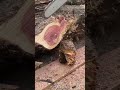 Cedar Chainsaw Secrets: What You Need to Know