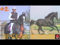Part 2 top marwari stallions of rajasthan marwarihorse  horseforsale indiandiscovery92