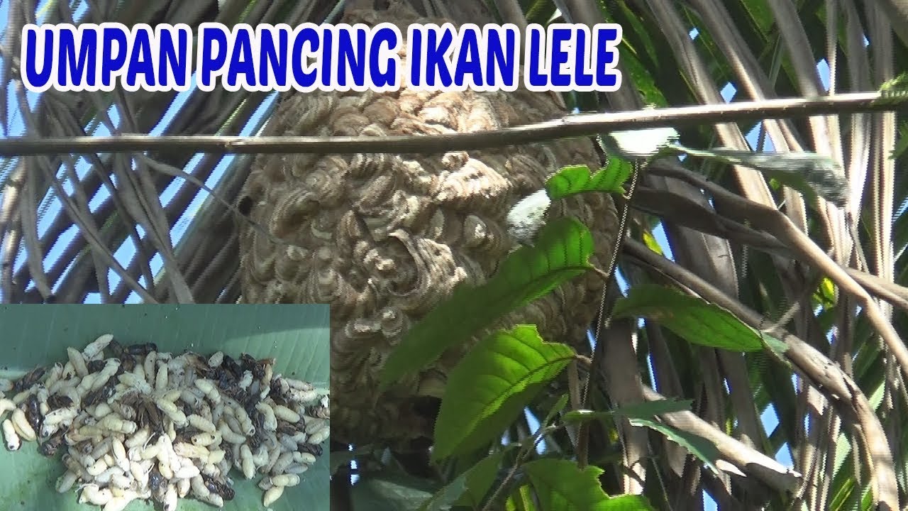 Inilah UMPAN PANCING ikan LELE husus KOLAM dan CARA MENDAPATKAN nya
