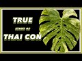 The drama filled past of monstera thai constellation  pretty in green documentary