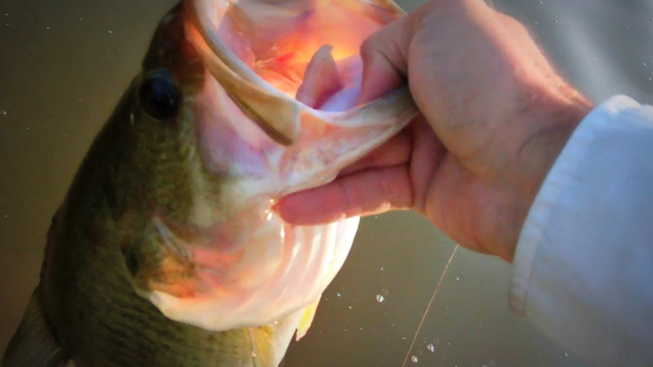Bank Bass Fishing Tips – BamaBass Goes Pond Hopping