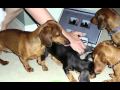 Pet Slideshow -Cooper!