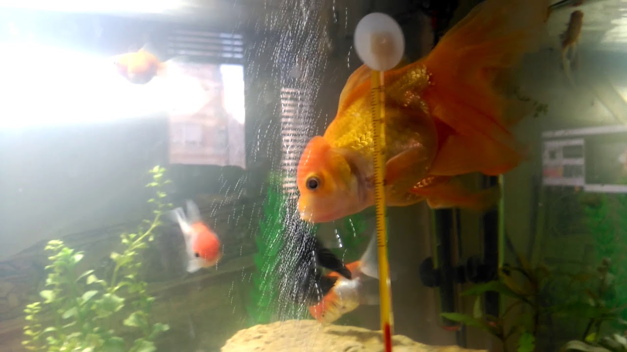 Cortejo reproducción goldfish cabeza de león cola de velo (oranda)(aventura obsesión )