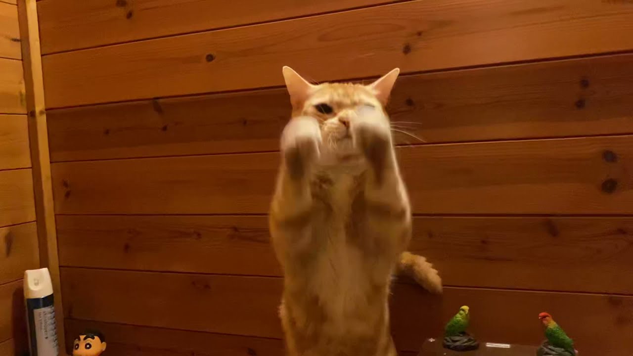 拝む猫 拝みももた トイレで拝んでくれました Youtube