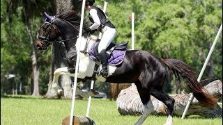 Tuxedo DeLeo XC jumping