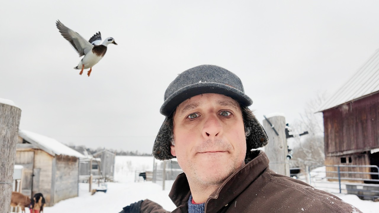 Утки с моей фермы улетают