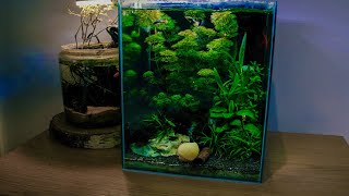 Nano tank cleaning time 30l  Aquael [CO2 / Betta fish/ Gappy]