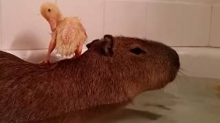 Pet Capybara Compilation 2 (Ducks)