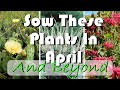 15 Native Plants to Grow from Seed Now - NO Cold Stratification Needed!