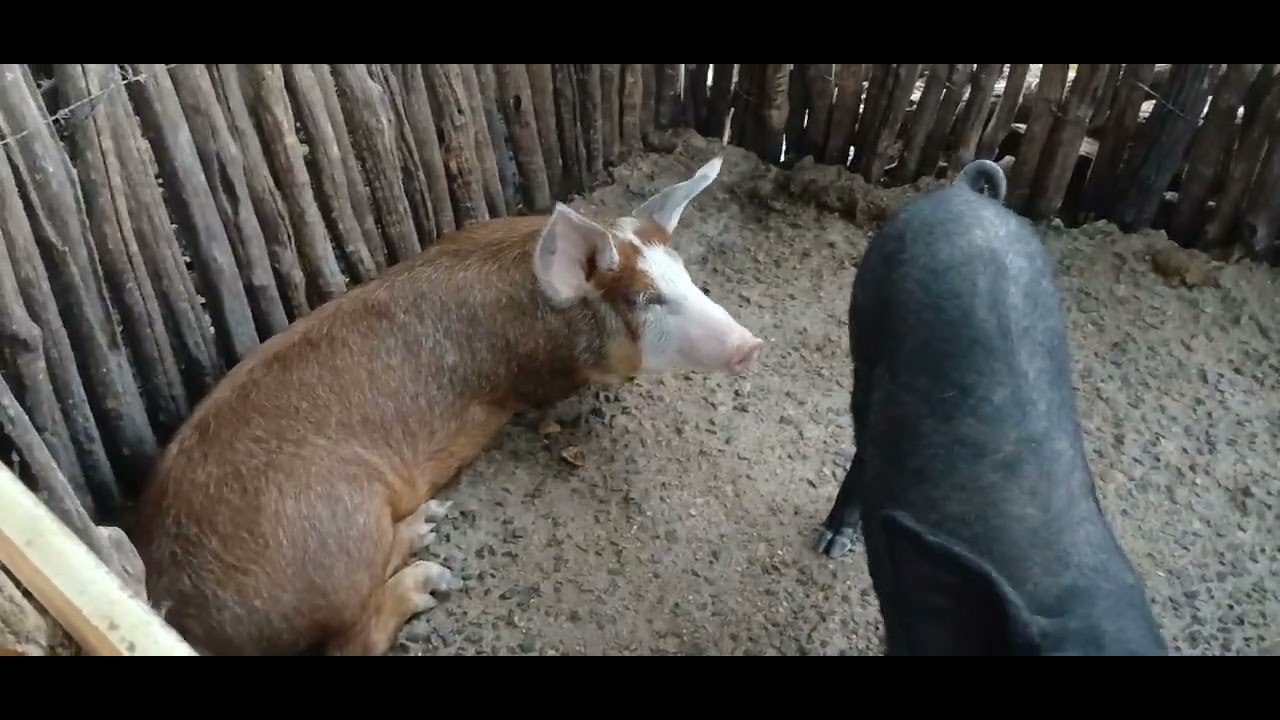 Bom dia, minha gente Mais um dia aqui na roça.🌵