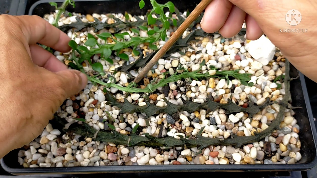 ชมมังกร ปลูก