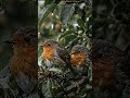 Beautiful Birds in Rain 🌧️ | Cinematic Nature Relaxation in 4K #shorts