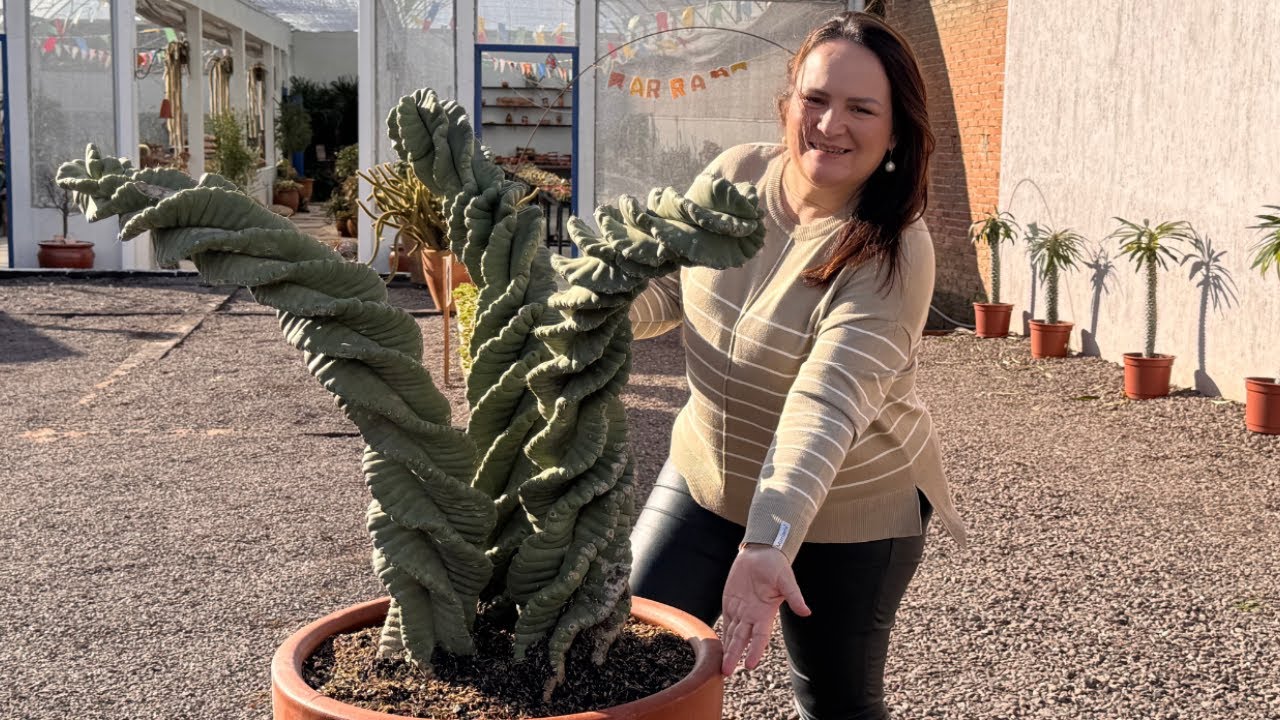 Cacto Parafuso Ganhou Destaque Por Aqui – Vem Ver Essa Belezura!