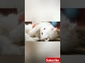 Cute kitty's 😍 😽Cute Animals ❤ #subscribe😊#like👍🏻#share 😘