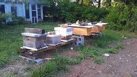 Langstroth vs. Topbar - Part 1, May 29, 2013