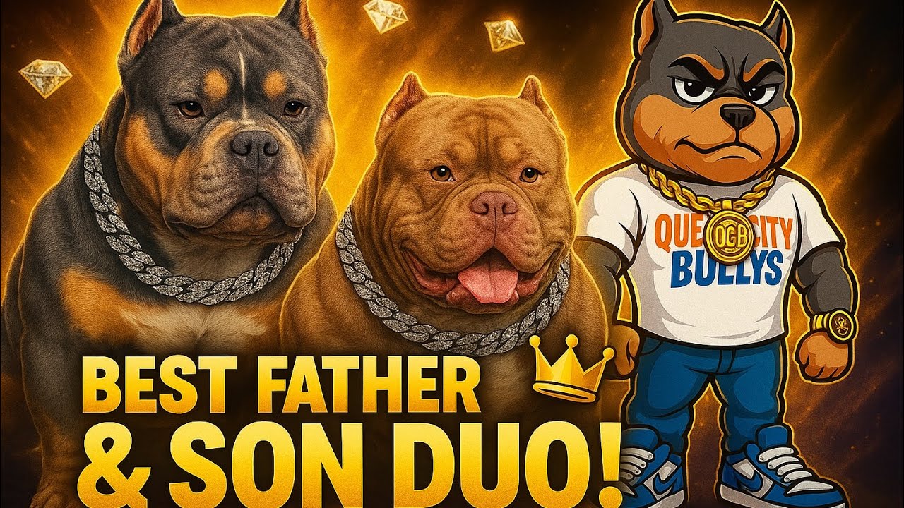 THE BEST AMERICAN BULLY FATHER SON DUO?