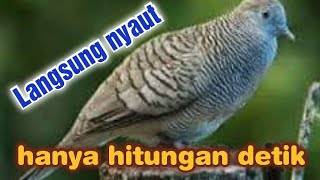 Download lagu masteran perkutut tembakan rapat, bongkar isian.