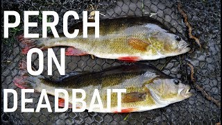 Perch on Dead Bait -Bait - gear - fish-