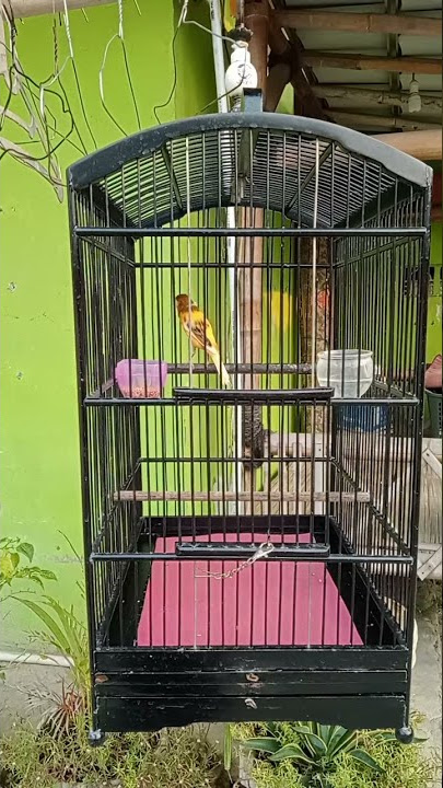 Kenari Kalitan Gacor