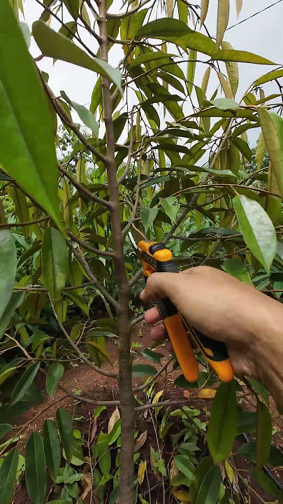 Pruning durian bawor #shorts #durian #kebundurian #pruningdurian #bawor #pruning #pohondurian