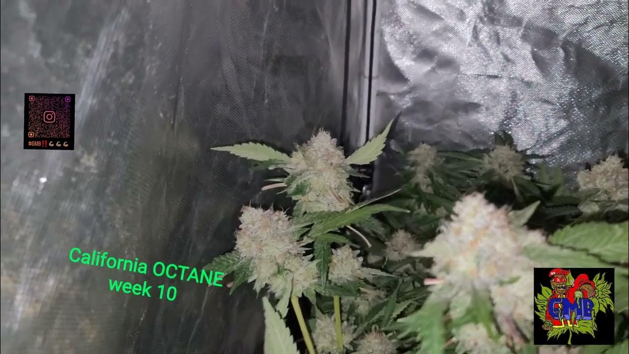 California OCTANE week 10 day 67 almost DONE‼️🔥💯 - YouTube