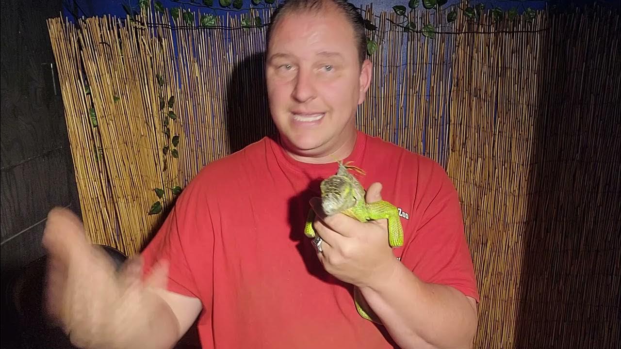 Disabled Iguana brought to the Kernersville Reptile Zoo ( lizards feet
