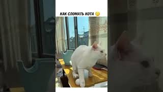 Как Сломать Кота