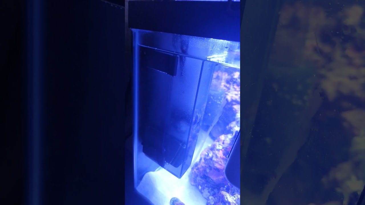 Fluval Mini V2 protein skimmer. after two days of no skim and dialing it in it's working amazing.
