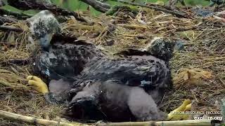🦅Decorah North🐥🐥Checking in on eaglets DN17 \& DN18! Apr 27 2024