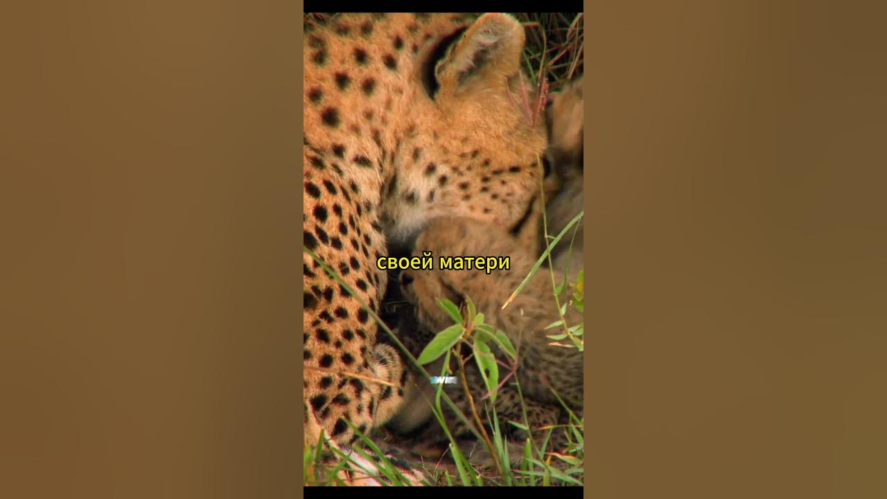 Молодая мама и котята #животные #звери #природа - YouTube
