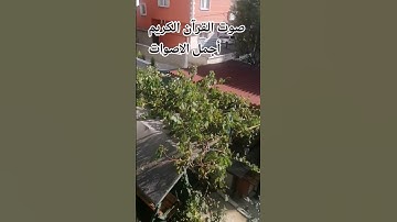 تلاوه خاشعة🌹 من القرآن الكريم بصوت جميل للشيخ ماهر المعيقلي #المصحف #راحة_نفسية #تصويري #اكسبلور