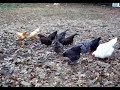 The Evening Feed