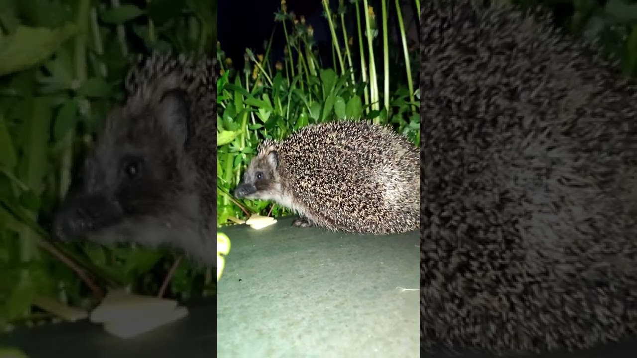 Wild cute hedgehog 🦔☺ 