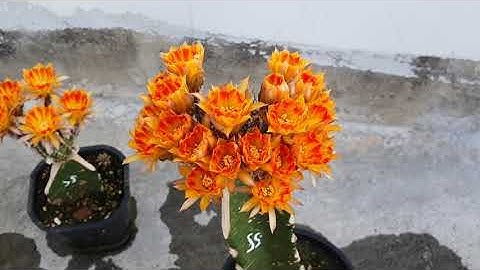 So sánh sức mạnh của chân tháp 3 cạnh Việt ngắn và dài