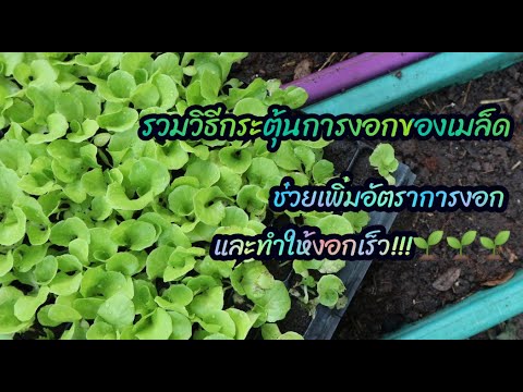 วีดีโอ: วิธีเริ่มต้นพืชราคาถูก: การงอกของเมล็ดในราคาถูกและง่ายดาย