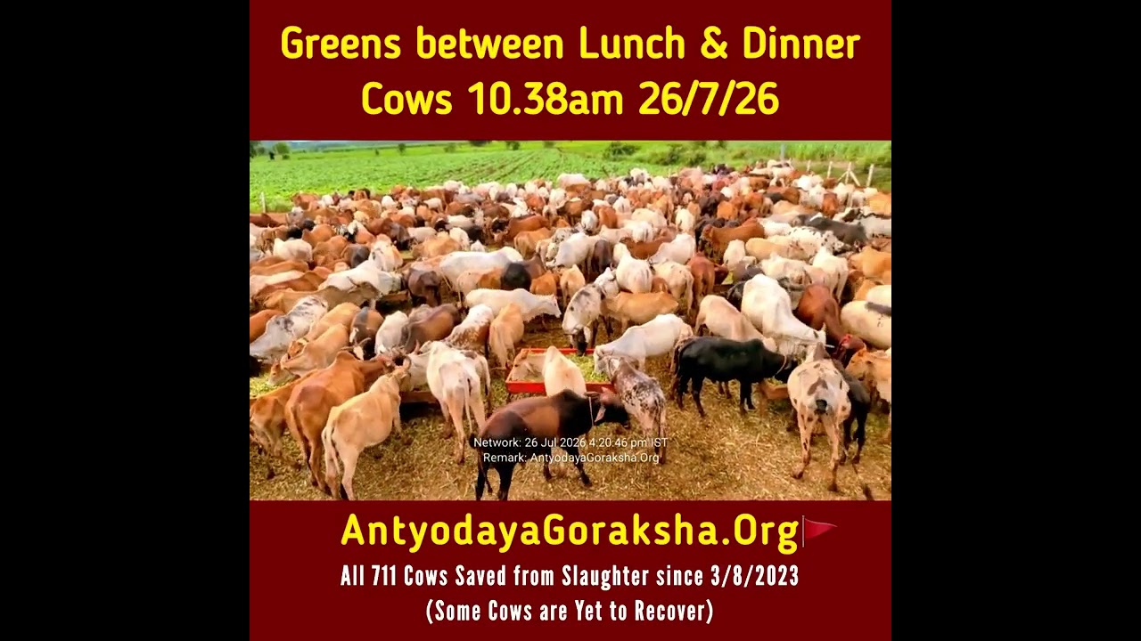 [26 Jul 2026] Green Grass Snack in Goshala between Lunch & Dinner