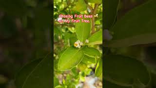 Chasing Fruit Bees on My Lime Tree #jeziejoy #flowers #fruitbees #beesonthegarden #chasingbees