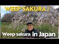 VISIT WEEPING SAKURA IN AKISHIMA CITY