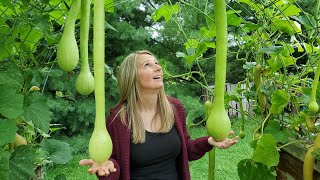 Full Garden Tour - July 2021 | Pest Resistant Squash Types