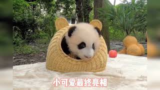 Cute Fu DouDou is so naughty baby🥰🐼|Panda HappyLand