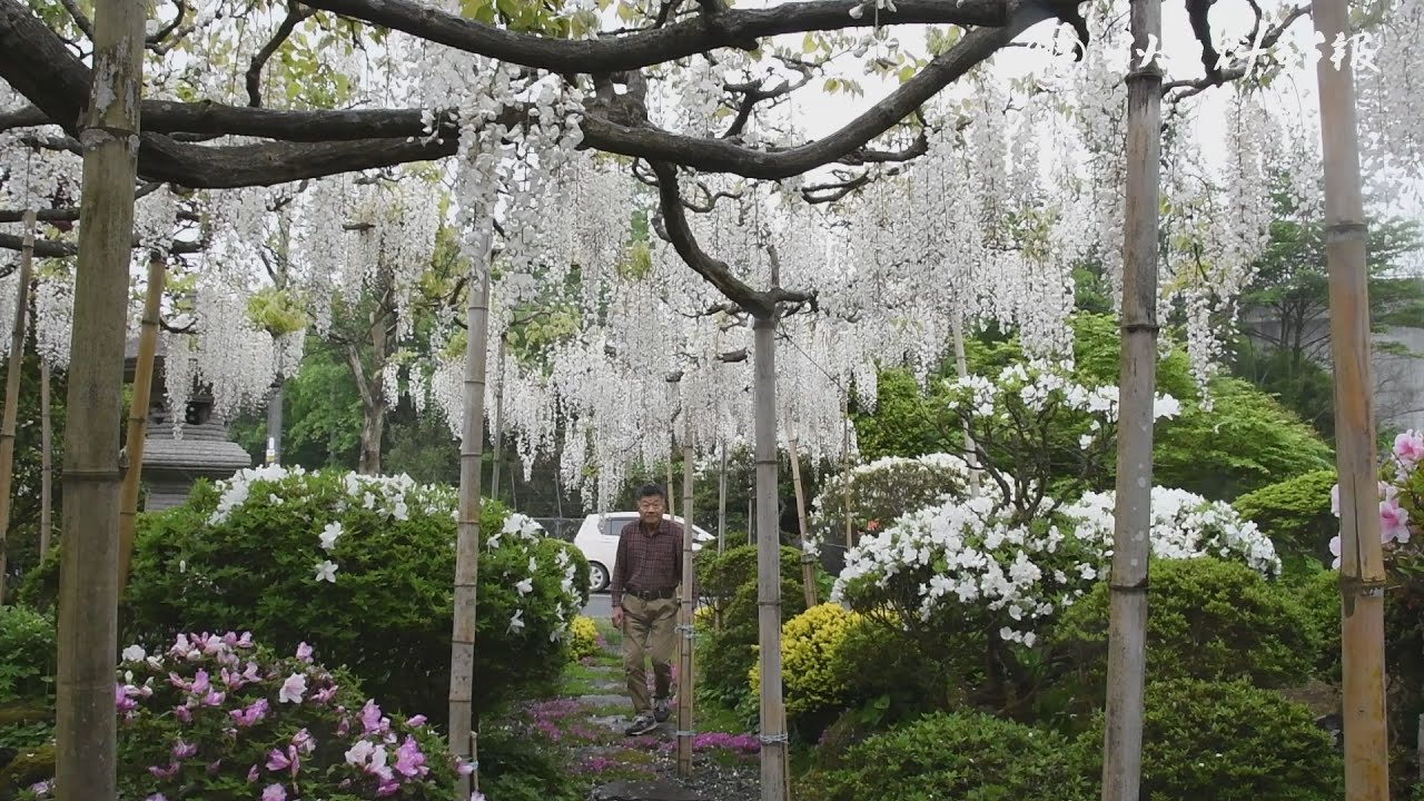 白いフジ まるで滝 秋田市の住民宅に幻想的な空間 Youtube