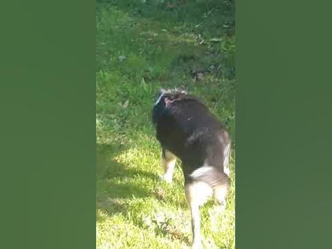 Marder oder Wiesel? Verletzt im Garten. YouTube